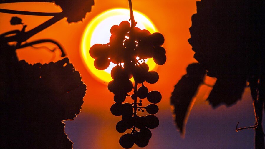 Taste Istria gourmet zone